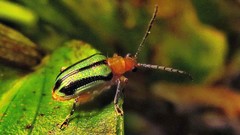 Neolema exclamationis