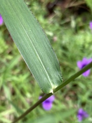 Panicum aequinerve