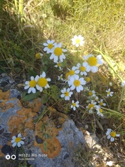 Anthemis brachycarpa