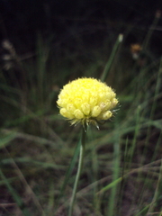 Gaillardia megapotamica