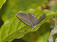 Everes lacturnus