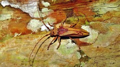 Rhaphiptera gahani