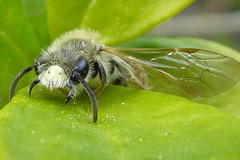 Andrena chrysosceles