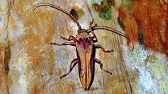 Rhaphiptera gahani