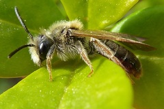 Andrena chrysosceles