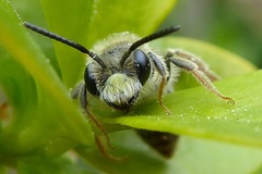 Andrena chrysosceles