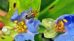 Neolema exclamationis