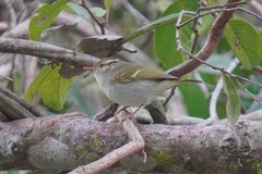 Phylloscopus goodsoni