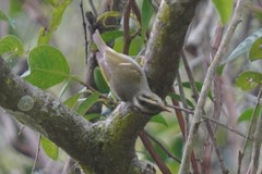 Phylloscopus goodsoni