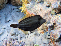 Honeycomb Filefish photo 3