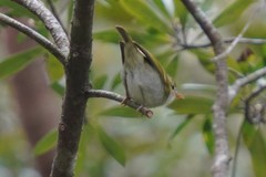 Phylloscopus goodsoni