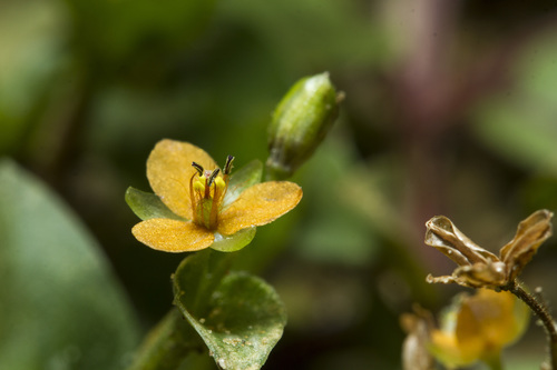 Murdannia versicolor (Murdannia versicolor)