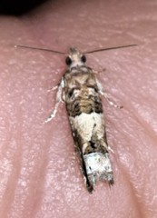 Spilonota constrictana