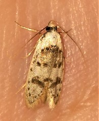 Scatochresis innumera