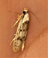 Scatochresis innumera