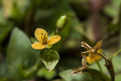 Murdannia versicolor