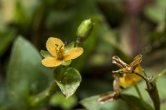 Murdannia versicolor