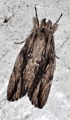 Ecnomodes sagittaria