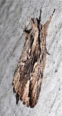 Ecnomodes sagittaria