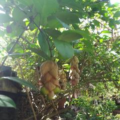 Gmelina philippensis