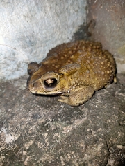 Duttaphrynus melanostictus