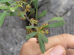 Fraxinus greggii