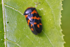 Cosmoscarta dimidiata