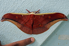 Antheraea assamensis