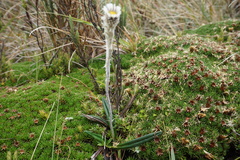 Oritrophium peruvianum