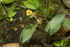 Murdannia versicolor