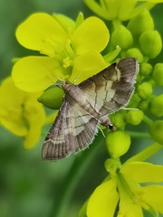 Cnaphalocrocis trebiusalis