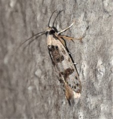 Scatochresis innumera