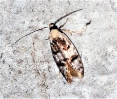 Scatochresis innumera