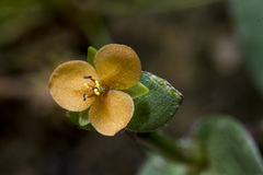 Murdannia versicolor