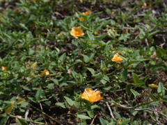 Sida rhombifolia insularis