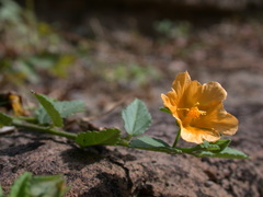 Sida rhombifolia insularis