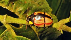 Deuterocampta stauroptera