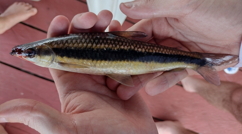 Banded headstander (Laemolyta taeniata) — Anostomidae