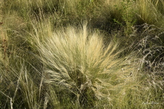Aristida niederleinii