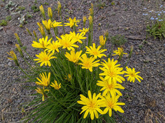 Tragopogon filifolius
