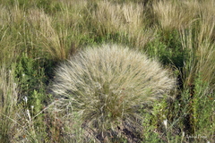 Aristida niederleinii