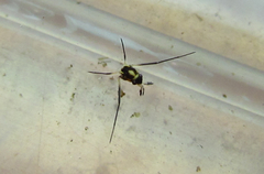 Rheumatobates minutus