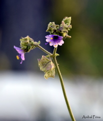 Mirabilis ovata