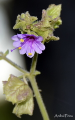Mirabilis ovata