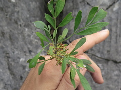 Fraxinus greggii