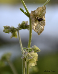 Mirabilis ovata