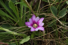 Gentiana dshimilensis