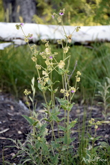 Mirabilis ovata