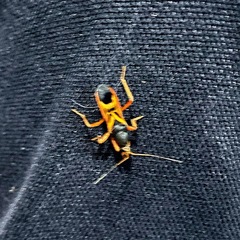 Ectomocoris elegans