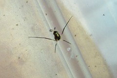 Rheumatobates minutus